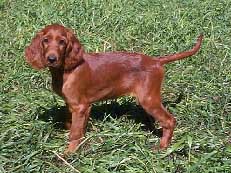 field bred irish setter breeders